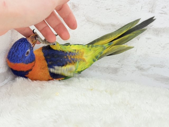 ゴシキセイガイインコ