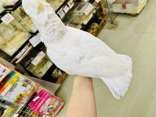 ソロモンオウム