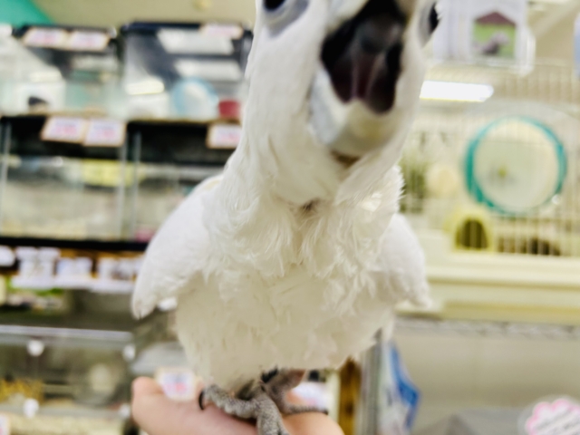 ソロモンオウム