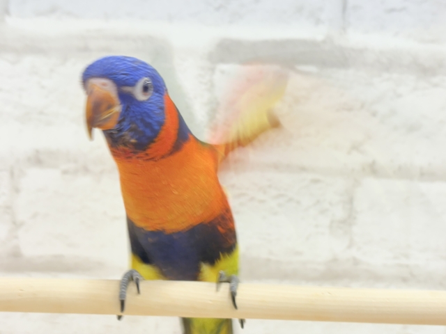 ゴシキセイガイインコ