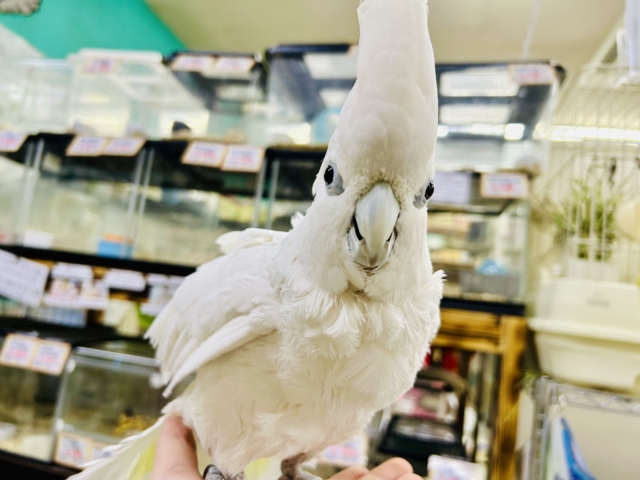 ソロモンオウム