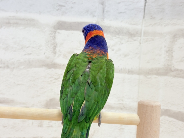 ゴシキセイガイインコ