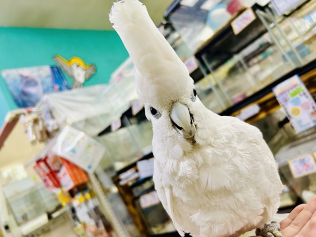 ソロモンオウム