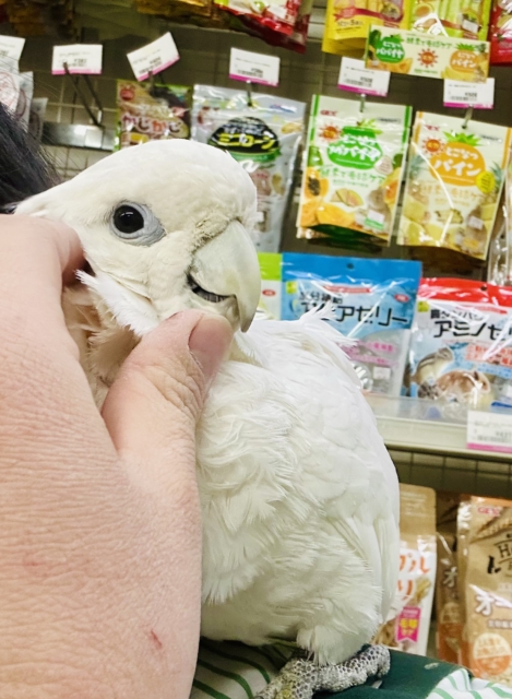 ソロモンオウム