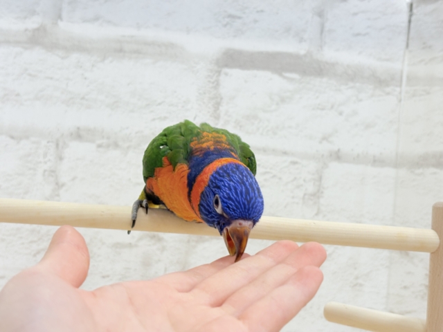 ゴシキセイガイインコ