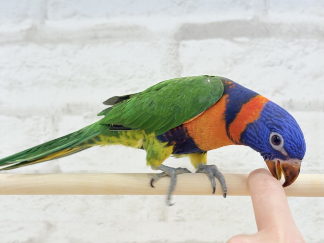 ゴシキセイガイインコ