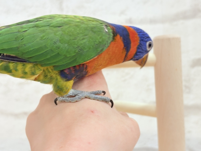 ゴシキセイガイインコ