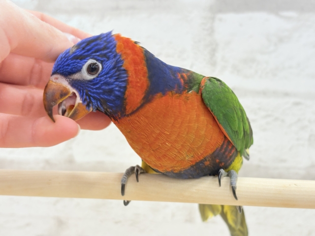 ゴシキセイガイインコ