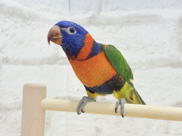 ゴシキセイガイインコ