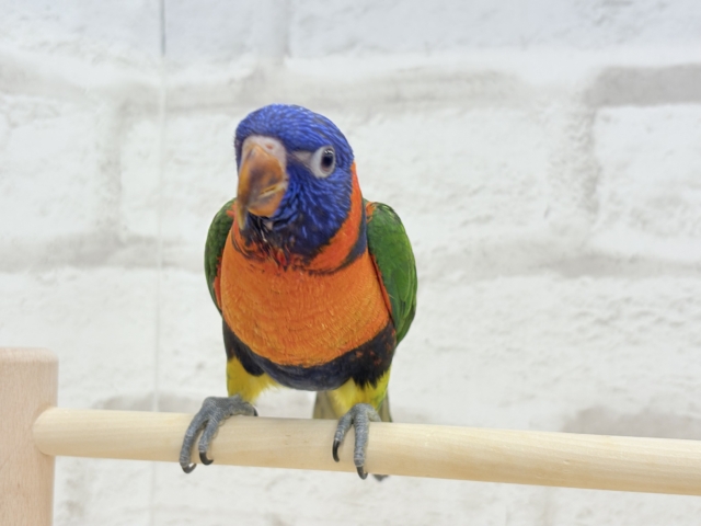 ゴシキセイガイインコ