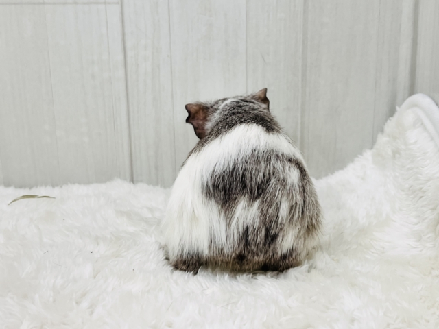 イングリッシュモルモット