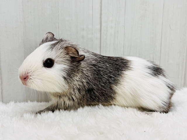 イングリッシュモルモット