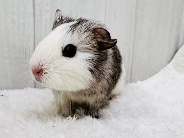 イングリッシュモルモット