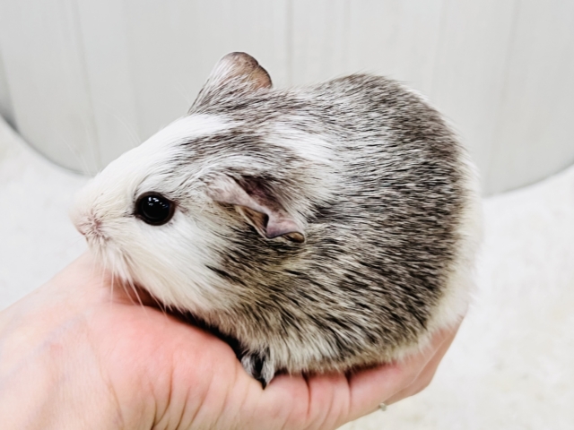 イングリッシュモルモット