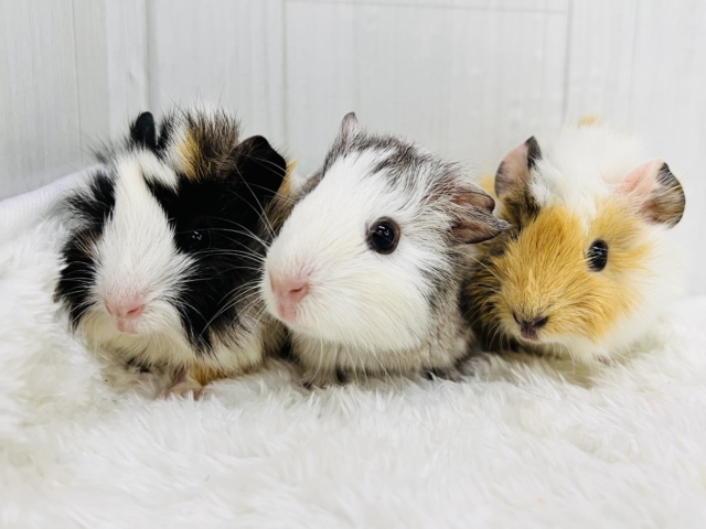 アビシニアンモルモット