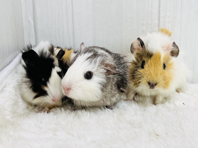 アビシニアンモルモット