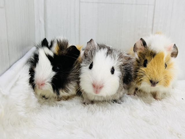 イングリッシュモルモット