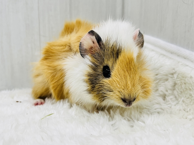 アビシニアンモルモット