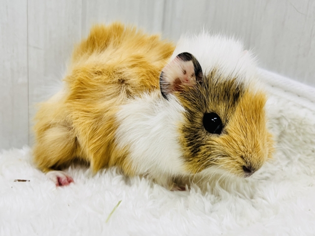 アビシニアンモルモット