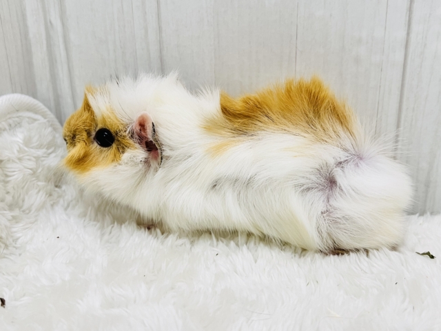 アビシニアンモルモット