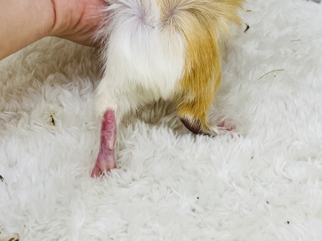 アビシニアンモルモット