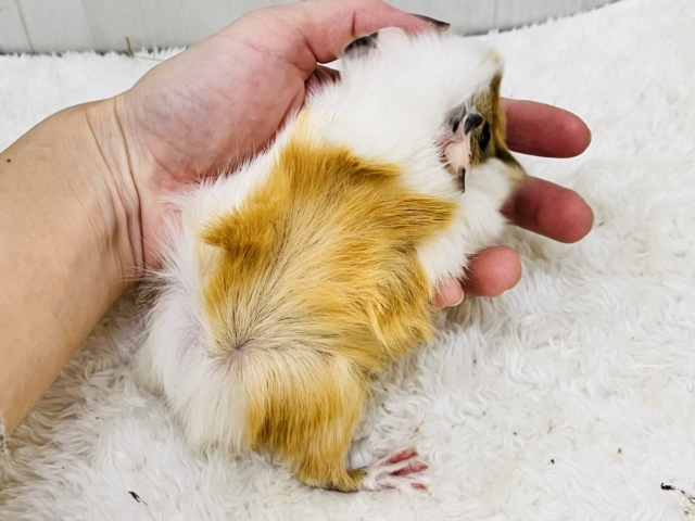 アビシニアンモルモット