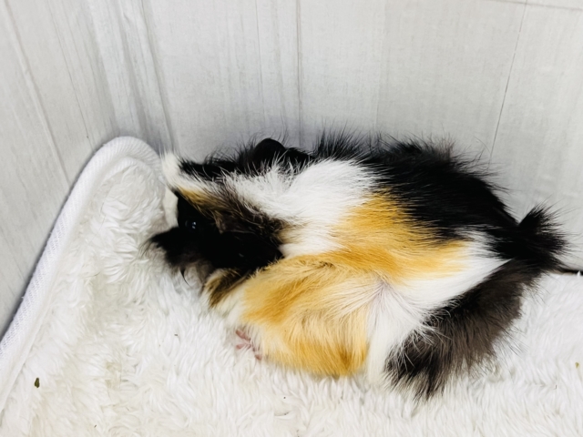 アビシニアンモルモット