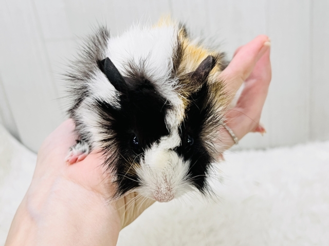 アビシニアンモルモット