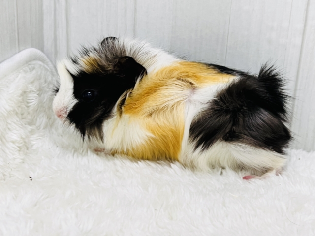 アビシニアンモルモット