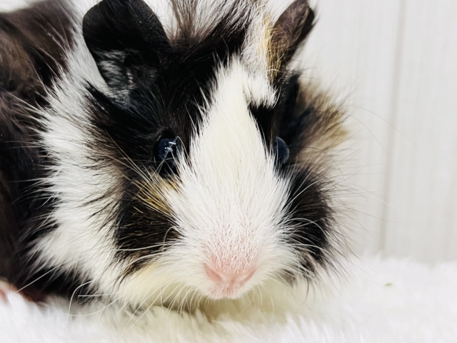 アビシニアンモルモット