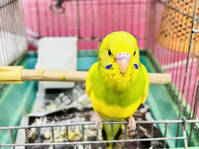 セキセイインコ