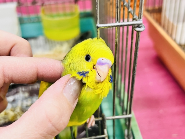 セキセイインコ