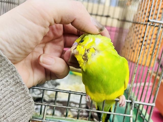 セキセイインコ