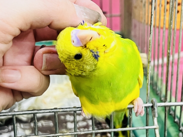 セキセイインコ