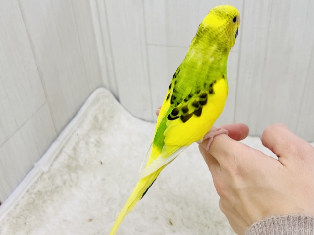 セキセイインコ