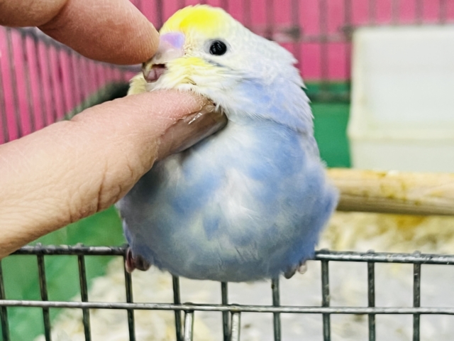 セキセイインコ