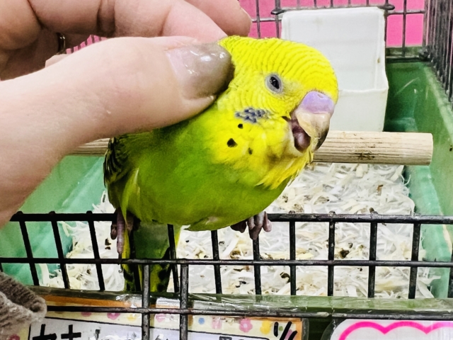 セキセイインコ