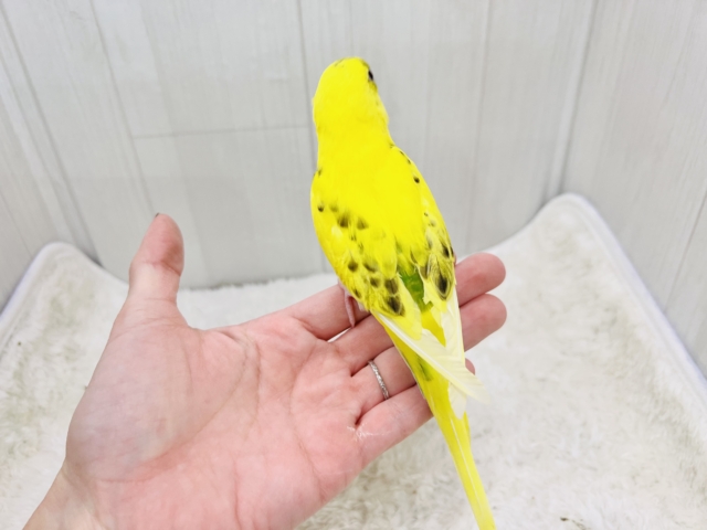 セキセイインコ