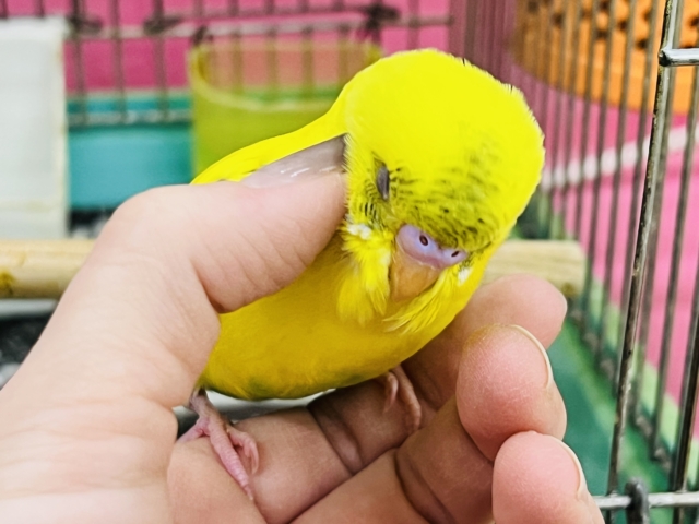 セキセイインコ