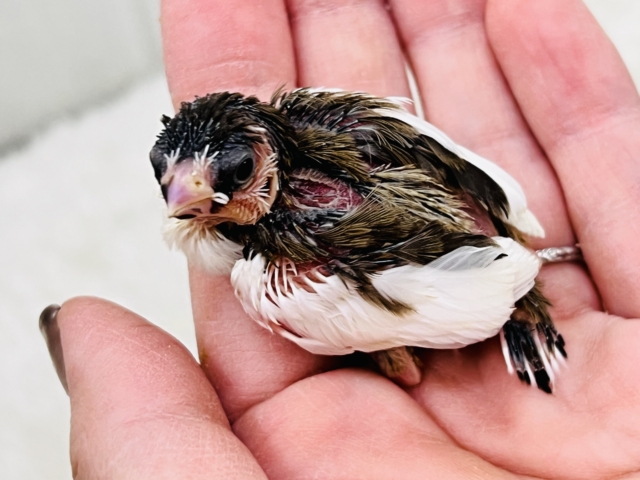 十姉妹（ジュウシマツ）