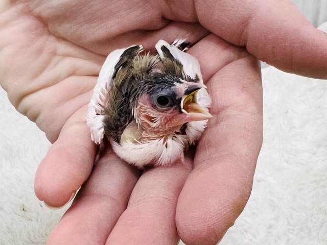 十姉妹（ジュウシマツ）