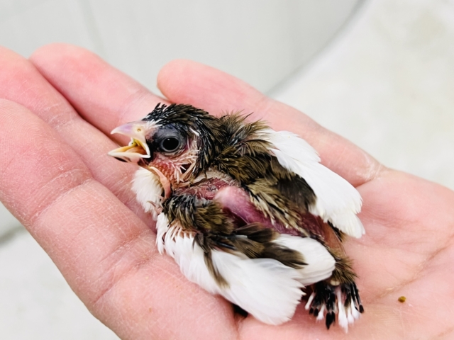 十姉妹（ジュウシマツ）