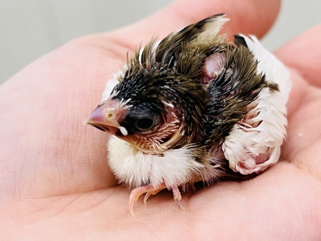 十姉妹（ジュウシマツ）