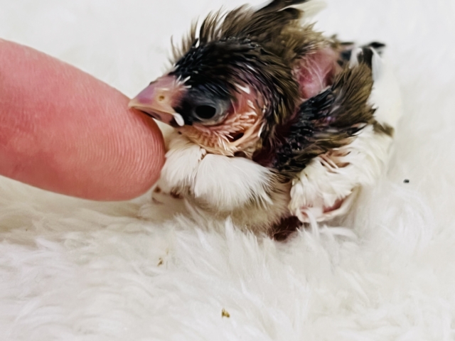 十姉妹（ジュウシマツ）