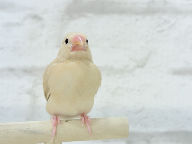 シナモン文鳥