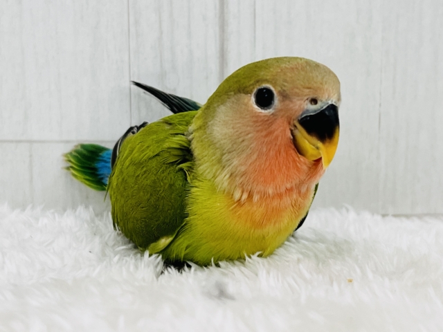 コザクラインコ（小桜インコ）