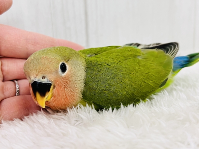 コザクラインコ（小桜インコ）