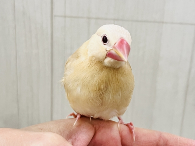 シナモン文鳥