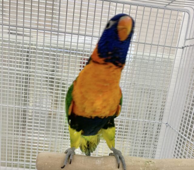 ゴシキセイガイインコ