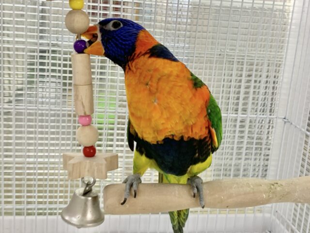 ゴシキセイガイインコ